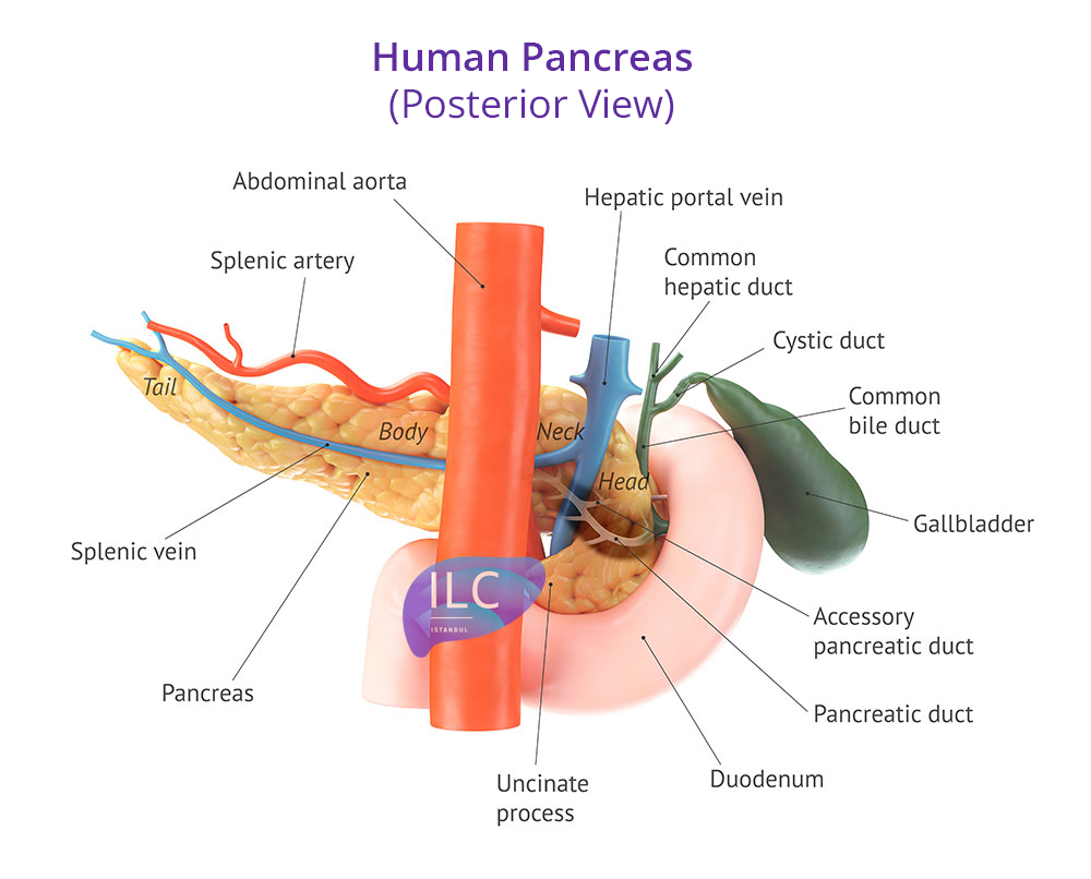Human Pancreas (Posterior View) Human Pancreas (Posterior View)