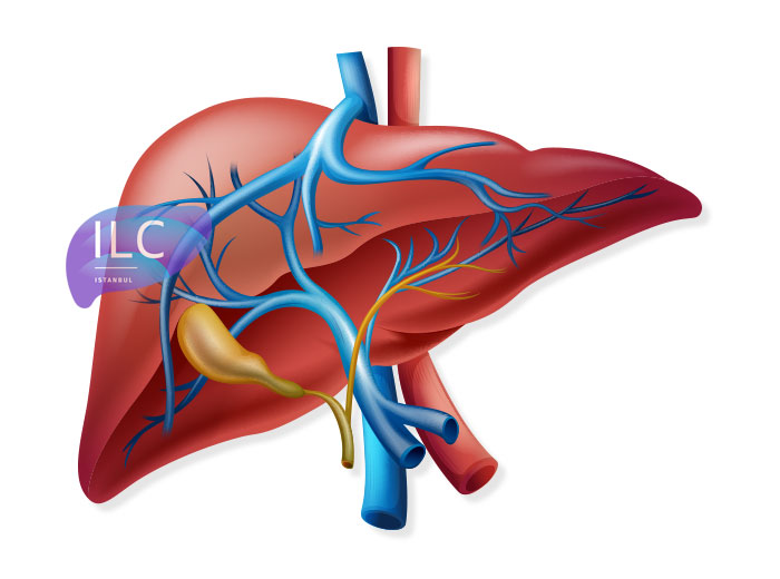 Anatomical Appearance of the Liver Anatomical Appearance of the Liver